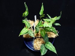 画像1: 管18:Aglaonema pictum”ちゃんぷーる”from Sibolga【AZ0624-1b】 New! 4000円