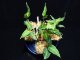 管18:Aglaonema pictum”ちゃんぷーる”from Sibolga【AZ0624-1b】 New! 4000円