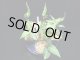 管18:Aglaonema pictum”ちゃんぷーる”from Sibolga【AZ0624-1b】 New! 4000円