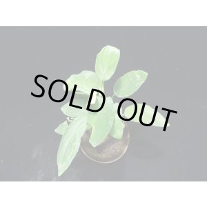 画像: 管10:Homalomena sp."Sunshine"BNN from Sibolga timur 緑葉 二芽5500円