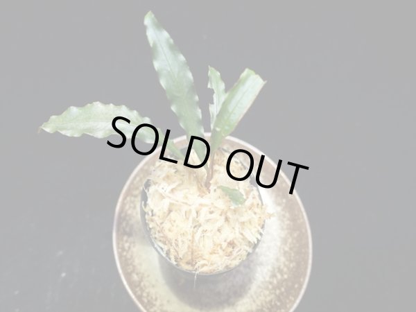 画像1: 管13:Schismatoglottis sp."03C"from Ng Pinoh　6000円