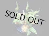 画像: 管18:Aglaonema pictum”ちゃんぷーる”from Sibolga【AZ0624-1b】 New! 4000円