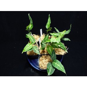 画像: 管18:Aglaonema pictum”ちゃんぷーる”from Sibolga【AZ0624-1b】 New! 4000円