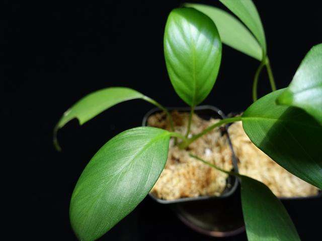 画像: 管5:Homalomena sp from Sipirok【AZ0225-3】4000円