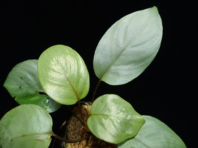 画像: 管8:Homalomena sp."Silver Muska"from Aceh Besar【AZ0324-2】7000円