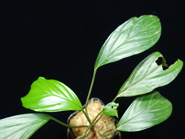 画像: 管7:Homalomena sp."Garuda wing"from Ng Pinoh【AZ0425-3】6800円
