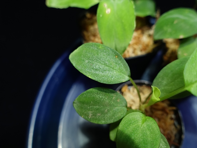 画像: 管3:Homalomena sp"Sunshine"BNN from Sibolga timur 緑葉 3800円