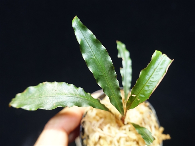 画像: 管13:Schismatoglottis sp."03C"from Ng Pinoh　6000円