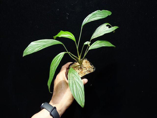 画像: 管7:Homalomena sp."Garuda wing"from Ng Pinoh【AZ0425-3】6800円