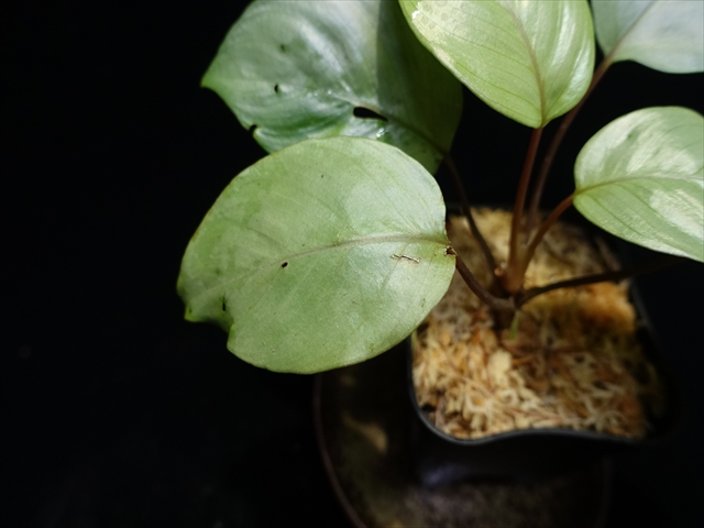 画像: 管8:Homalomena sp."Silver Muska"from Aceh Besar【AZ0324-2】7000円
