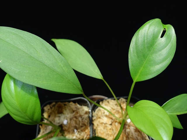 画像: 管5:Homalomena sp from Sipirok【AZ0225-3】4000円