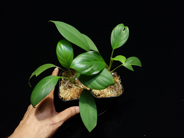 画像: 管5:Homalomena sp from Sipirok【AZ0225-3】4000円