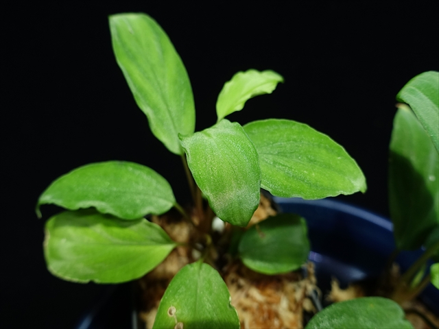 画像: 管3:Homalomena sp"Sunshine"BNN from Sibolga timur 緑葉 3800円