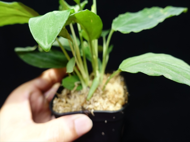 画像: 管10:Homalomena sp."Sunshine"BNN from Sibolga timur 緑葉 二芽5500円