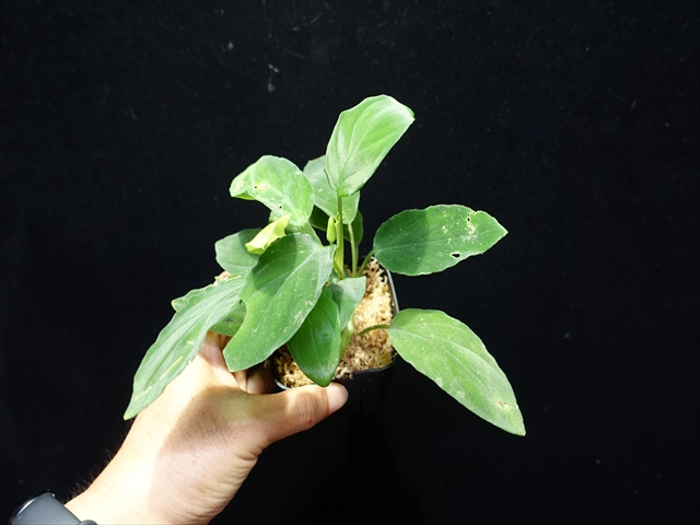 画像: 管10:Homalomena sp."Sunshine"BNN from Sibolga timur 緑葉 二芽5500円