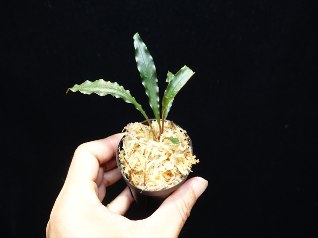 画像: 管13:Schismatoglottis sp."03C"from Ng Pinoh　6000円