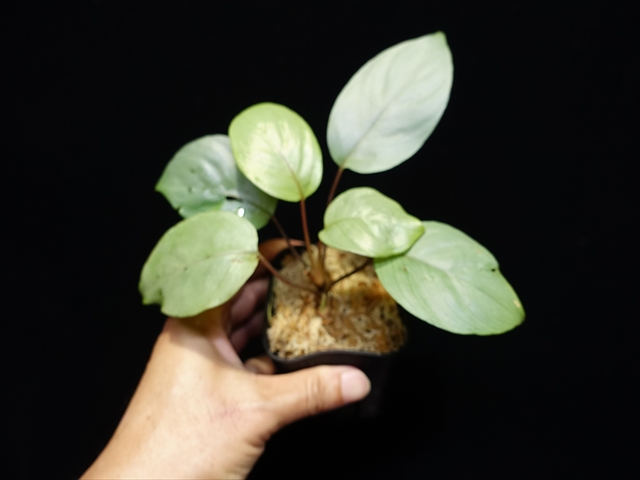 画像: 管8:Homalomena sp."Silver Muska"from Aceh Besar【AZ0324-2】7000円