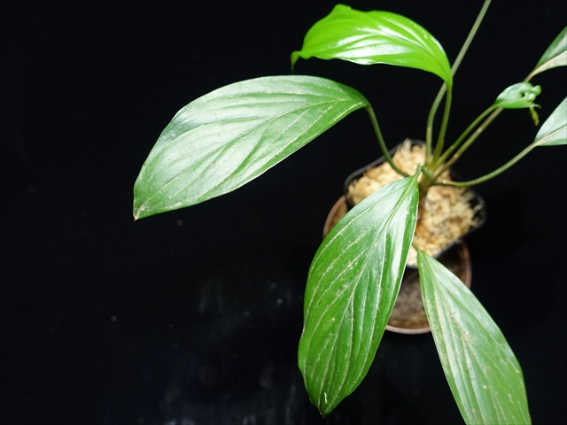 画像: 管7:Homalomena sp."Garuda wing"from Ng Pinoh【AZ0425-3】6800円