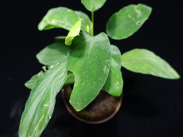 画像: 管10:Homalomena sp."Sunshine"BNN from Sibolga timur 緑葉 二芽5500円