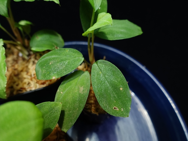画像: 管3:Homalomena sp"Sunshine"BNN from Sibolga timur 緑葉 3800円