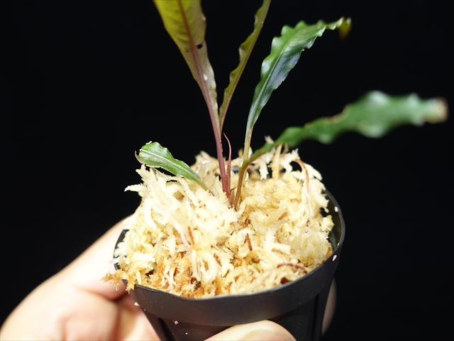 画像: 管13:Schismatoglottis sp."03C"from Ng Pinoh　6000円