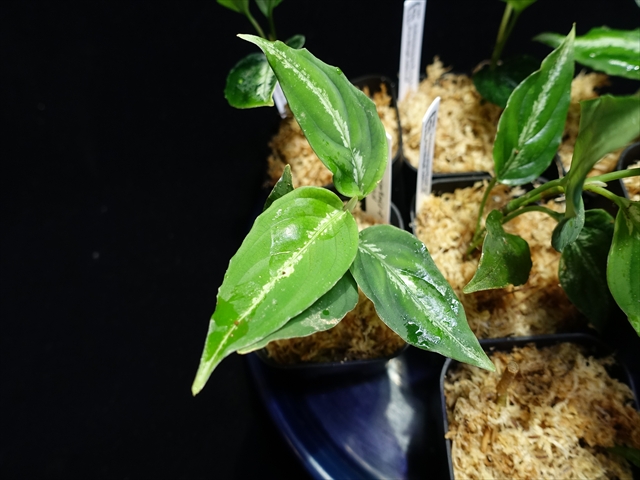 画像: 管18:Aglaonema pictum”ちゃんぷーる”from Sibolga【AZ0624-1b】 New! 4000円