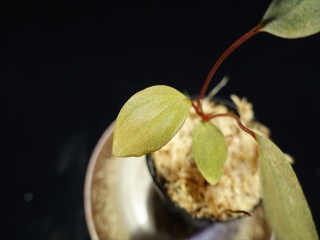 画像: 管21:Homalomena sp."Laputa"from Batang Turu 小さい 6800円