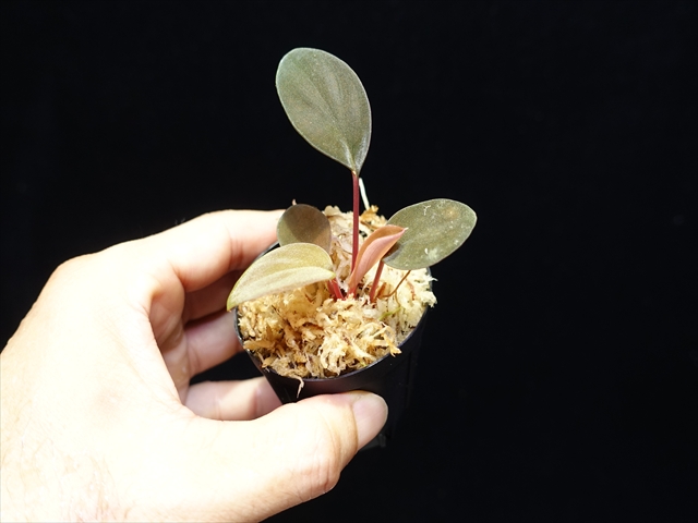 画像: 管22:Homalomena sp."Laputa"from Batang Turu 　8000円