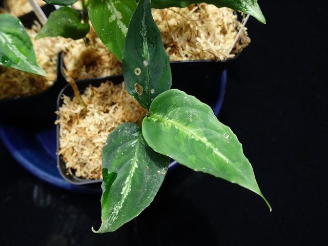 画像: 管18:Aglaonema pictum”ちゃんぷーる”from Sibolga【AZ0624-1b】 New! 4000円