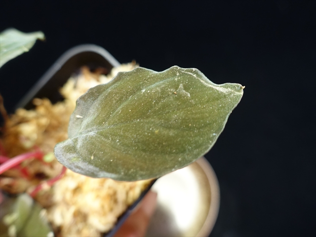 画像: 管19:Homalomena sp"Sunshine"BNN from Sibolga timur【AZ0824-2】2芽&タケノコ2個　6500円 