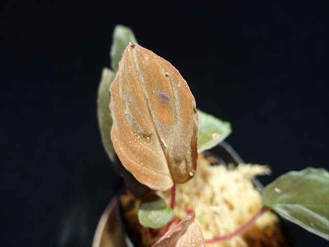 画像: 管19:Homalomena sp"Sunshine"BNN from Sibolga timur【AZ0824-2】2芽&タケノコ2個　6500円 