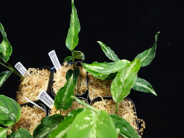 画像: 管18:Aglaonema pictum”ちゃんぷーる”from Sibolga【AZ0624-1b】 New! 4000円
