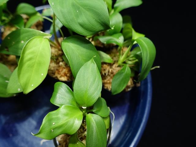 画像: 管17: Homalomena sp."壁ピタ"from Sipirok【AZ0225-8】 4000円
