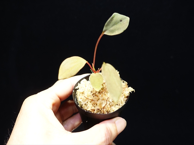 画像: 管21:Homalomena sp."Laputa"from Batang Turu 小さい 6800円