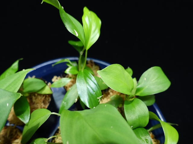 画像: 管17: Homalomena sp."壁ピタ"from Sipirok【AZ0225-8】 4000円