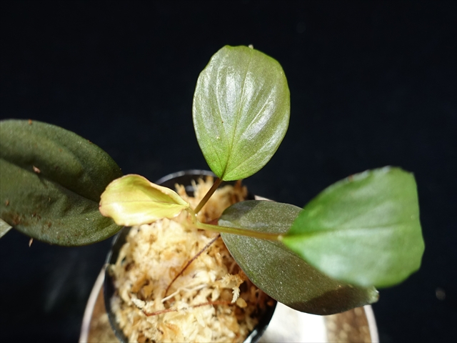 画像: 管20:Homalomena sp"Sunshine"BNN from Sibolga timur【AZ0824-2】　4800円 