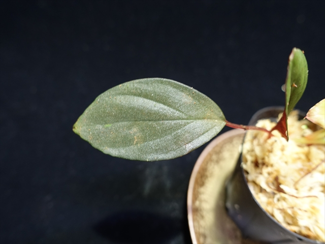 画像: 管20:Homalomena sp"Sunshine"BNN from Sibolga timur【AZ0824-2】　4800円 