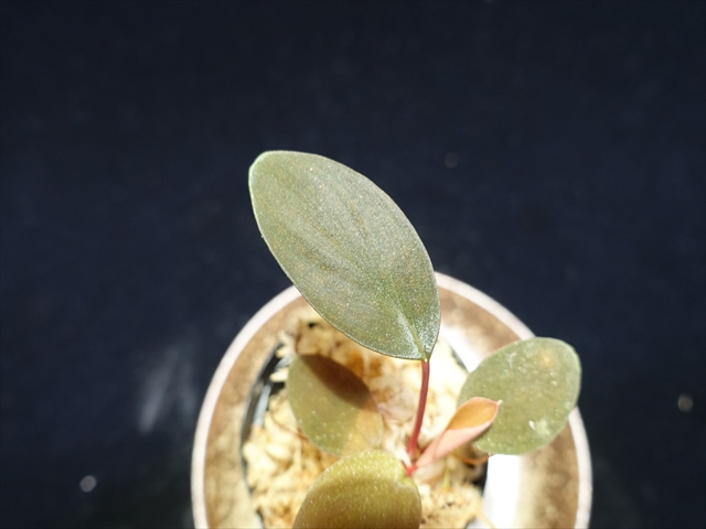 画像: 管22:Homalomena sp."Laputa"from Batang Turu 　8000円