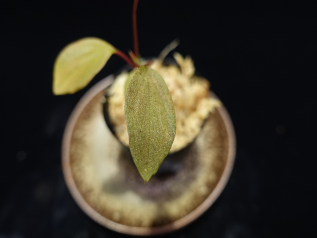 画像: 管21:Homalomena sp."Laputa"from Batang Turu 小さい 6800円