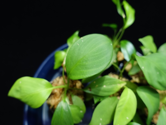 画像: 管17: Homalomena sp."壁ピタ"from Sipirok【AZ0225-8】 4000円