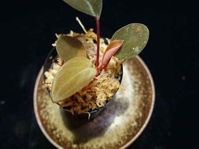 画像: 管22:Homalomena sp."Laputa"from Batang Turu 　8000円