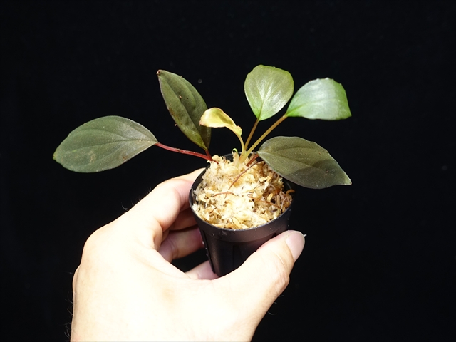 画像: 管20:Homalomena sp"Sunshine"BNN from Sibolga timur【AZ0824-2】　4800円 