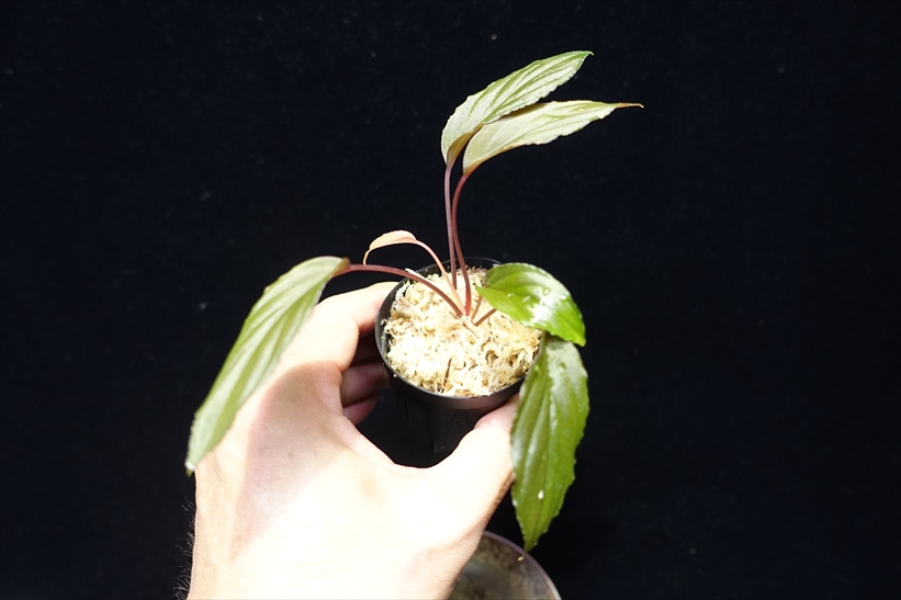 画像: 管48:Homalomena sp from Lahat【AZ1123-1】20000円 