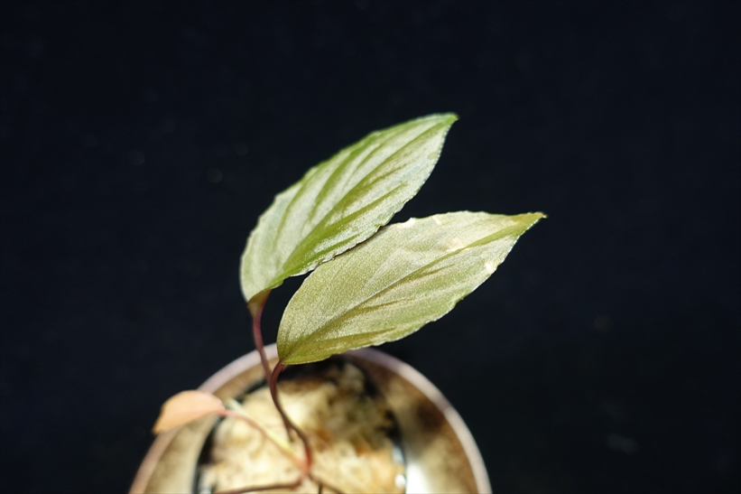 画像: 管48:Homalomena sp from Lahat【AZ1123-1】20000円 