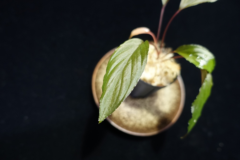 画像: 管48:Homalomena sp from Lahat【AZ1123-1】20000円 